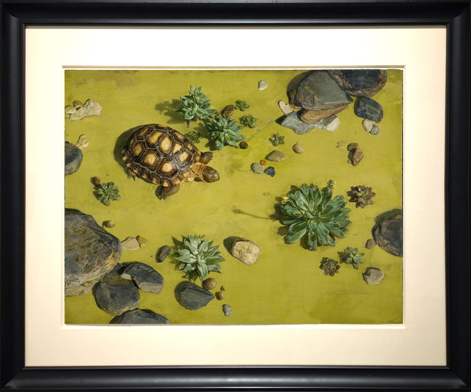 Jeffrey Ripple, Tortoise, 2009