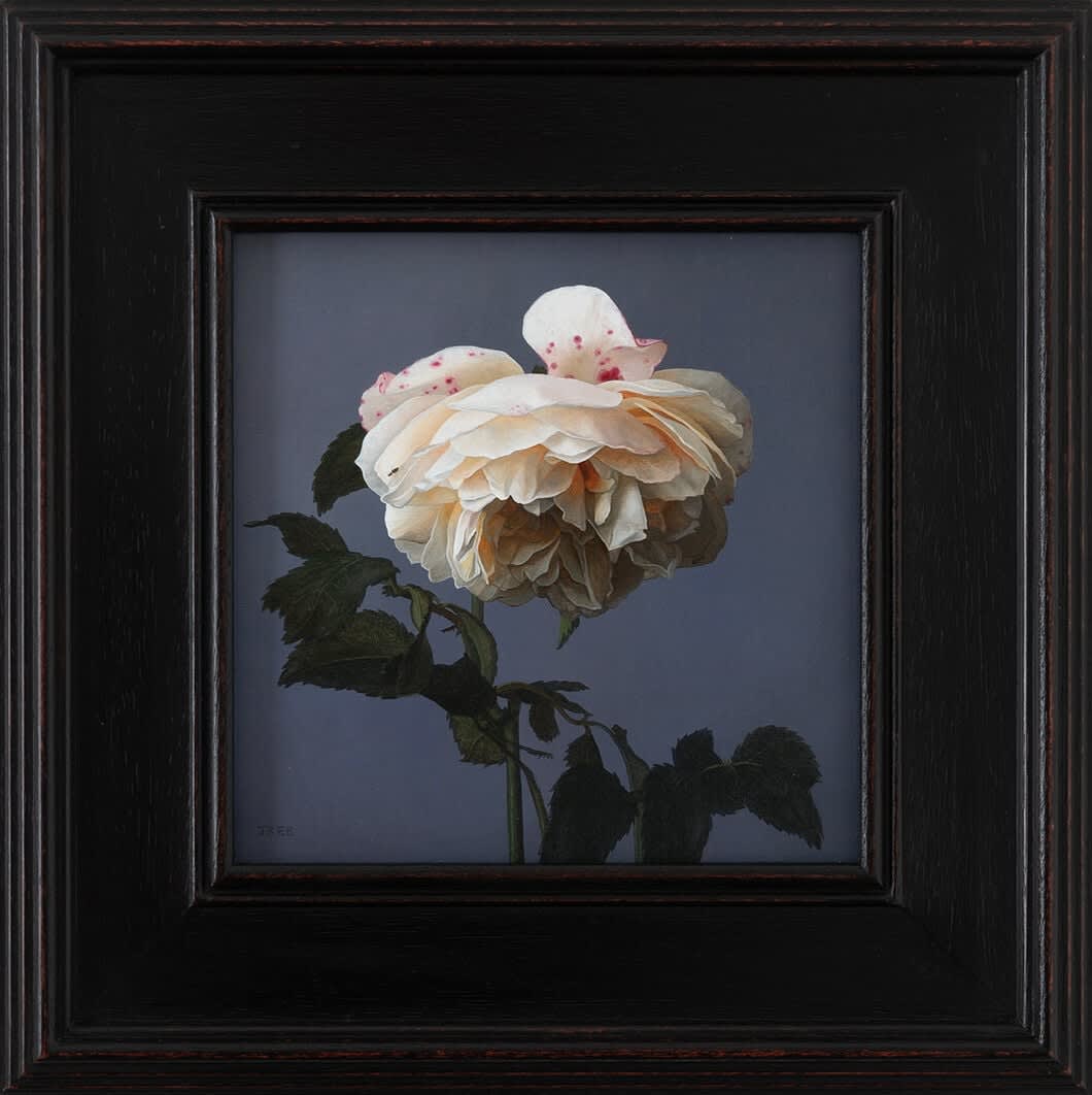 Jane Beharrell, White Rose, 2025