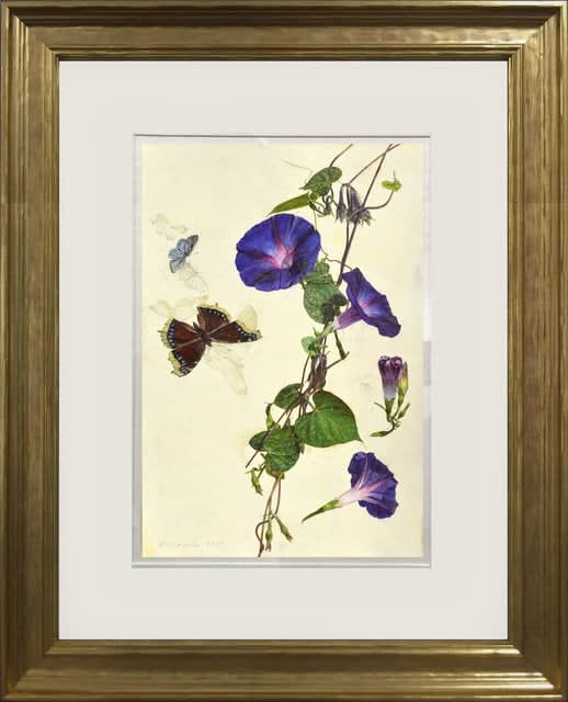 Jeffrey Ripple, Morning Glories, 2020