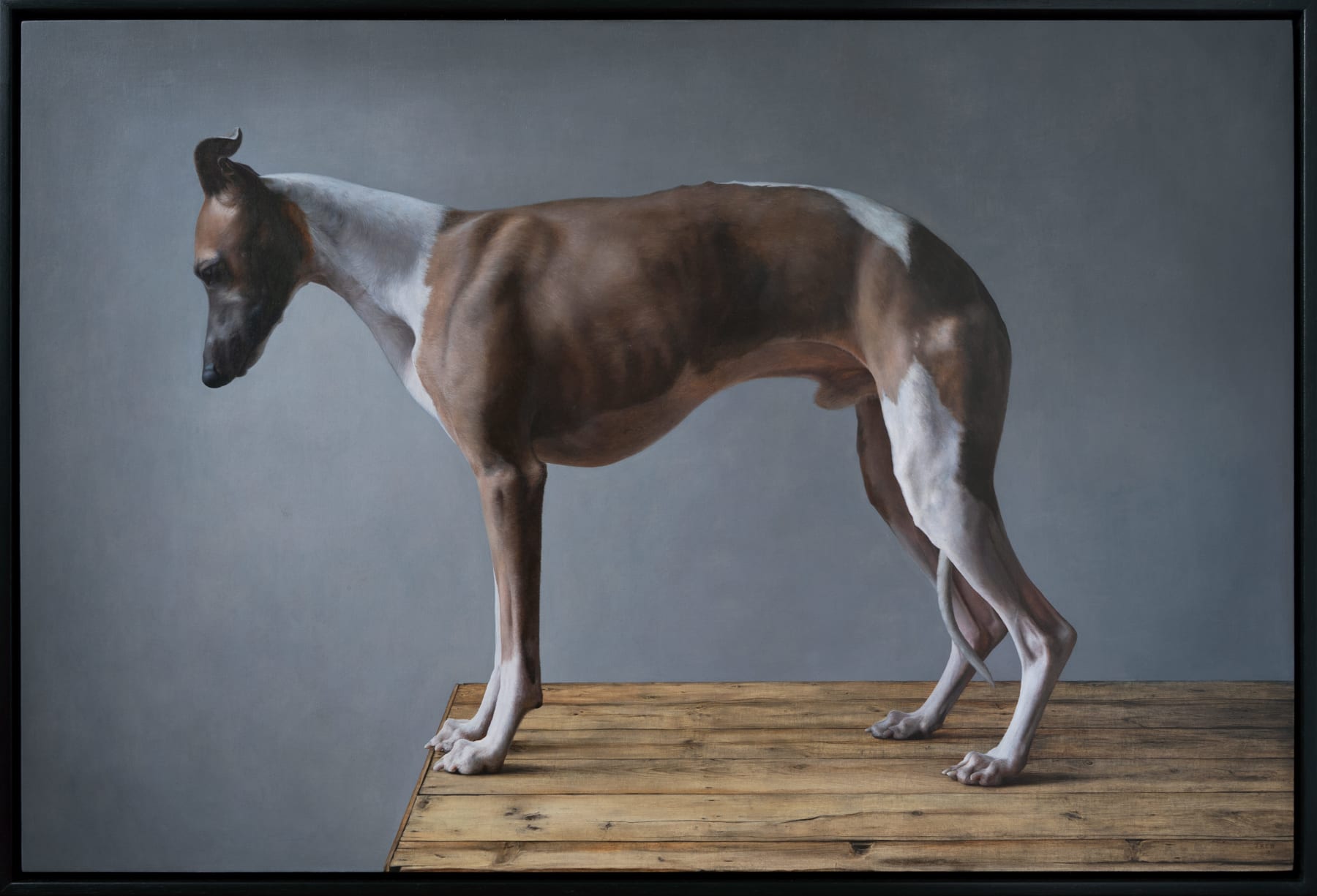 Jane Beharrell, Standing Whippet, 2023