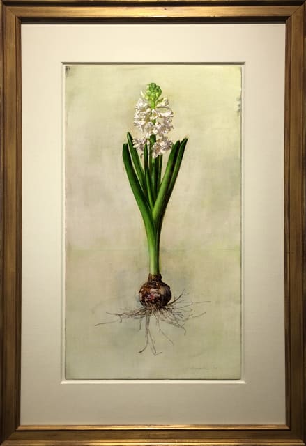 Jeffrey Ripple, White Hyacinth, 2016