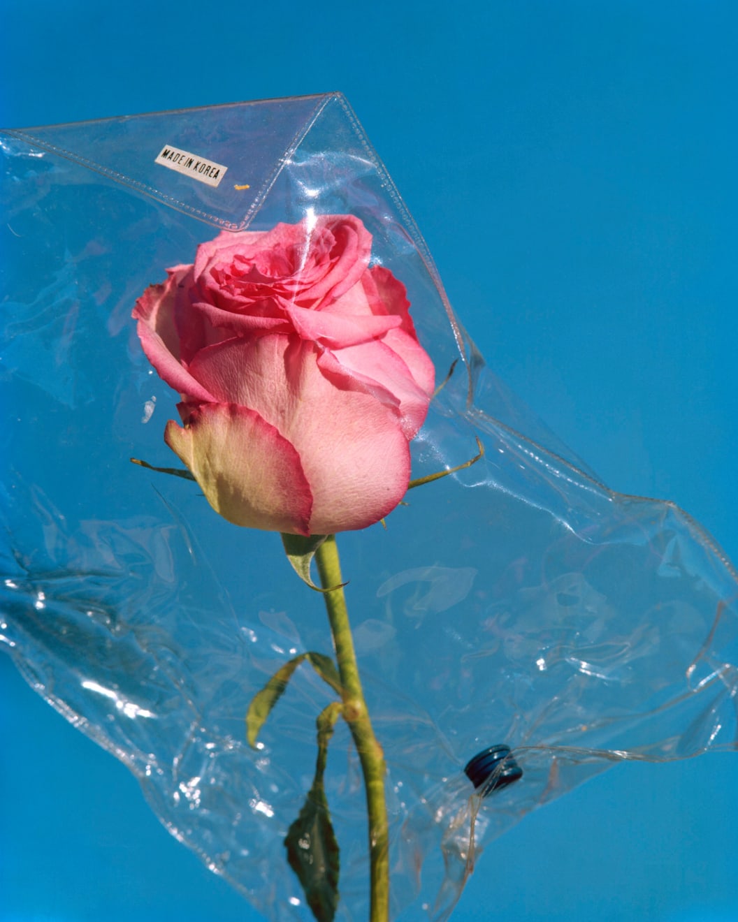 Federico Pestilli, Crushed Rose II, 2019