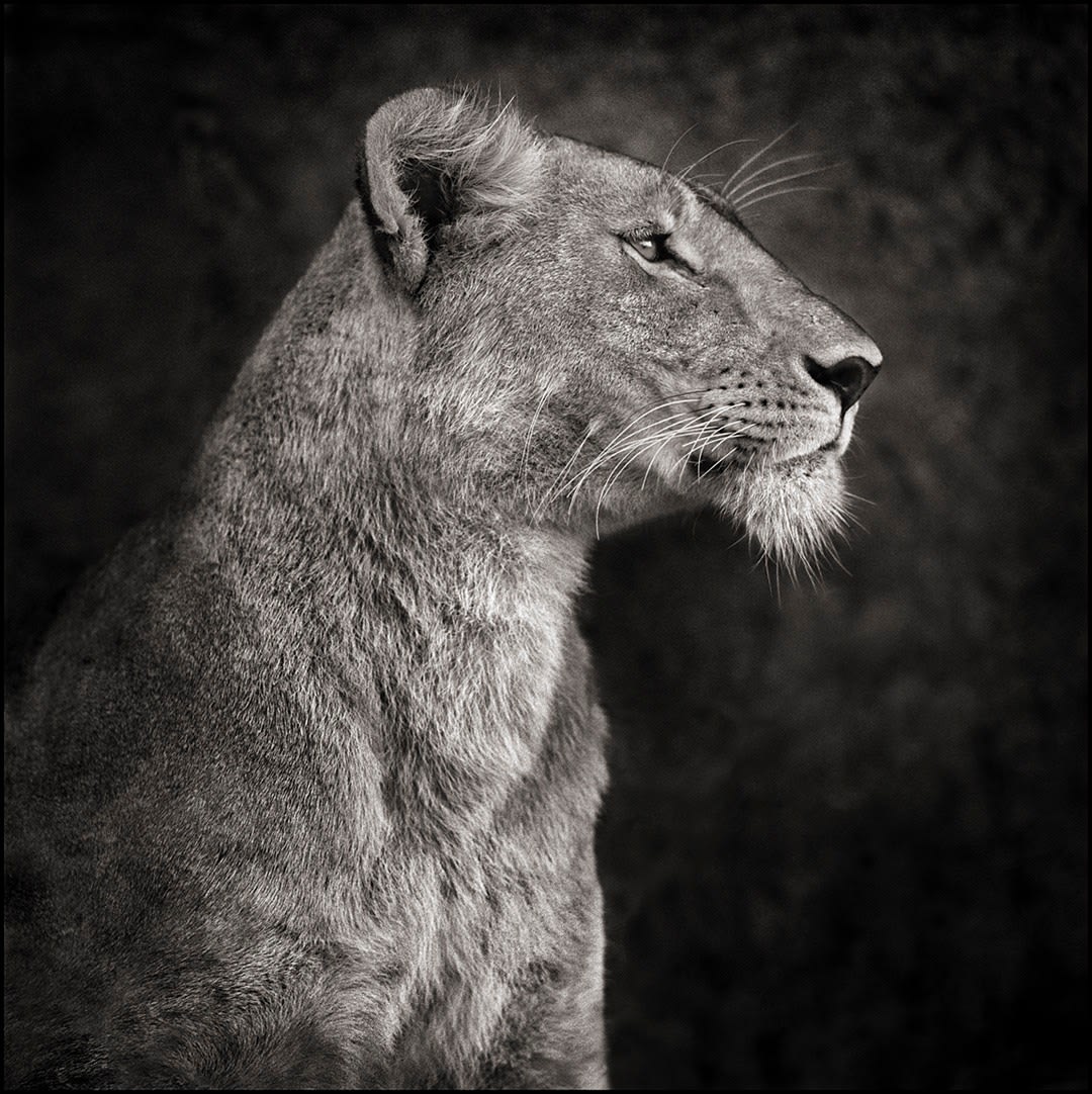 Nick Brandt, Portrait of Lioness / Lioness Against Rock, Serengeti, 2007