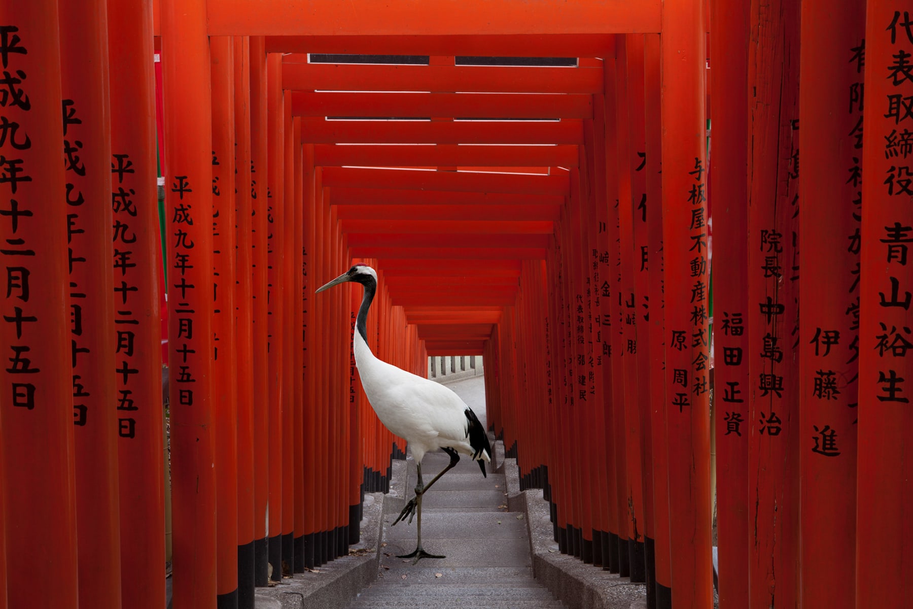 Karen Knorr, The Journey, Hie Torii, Tokyo , 2012