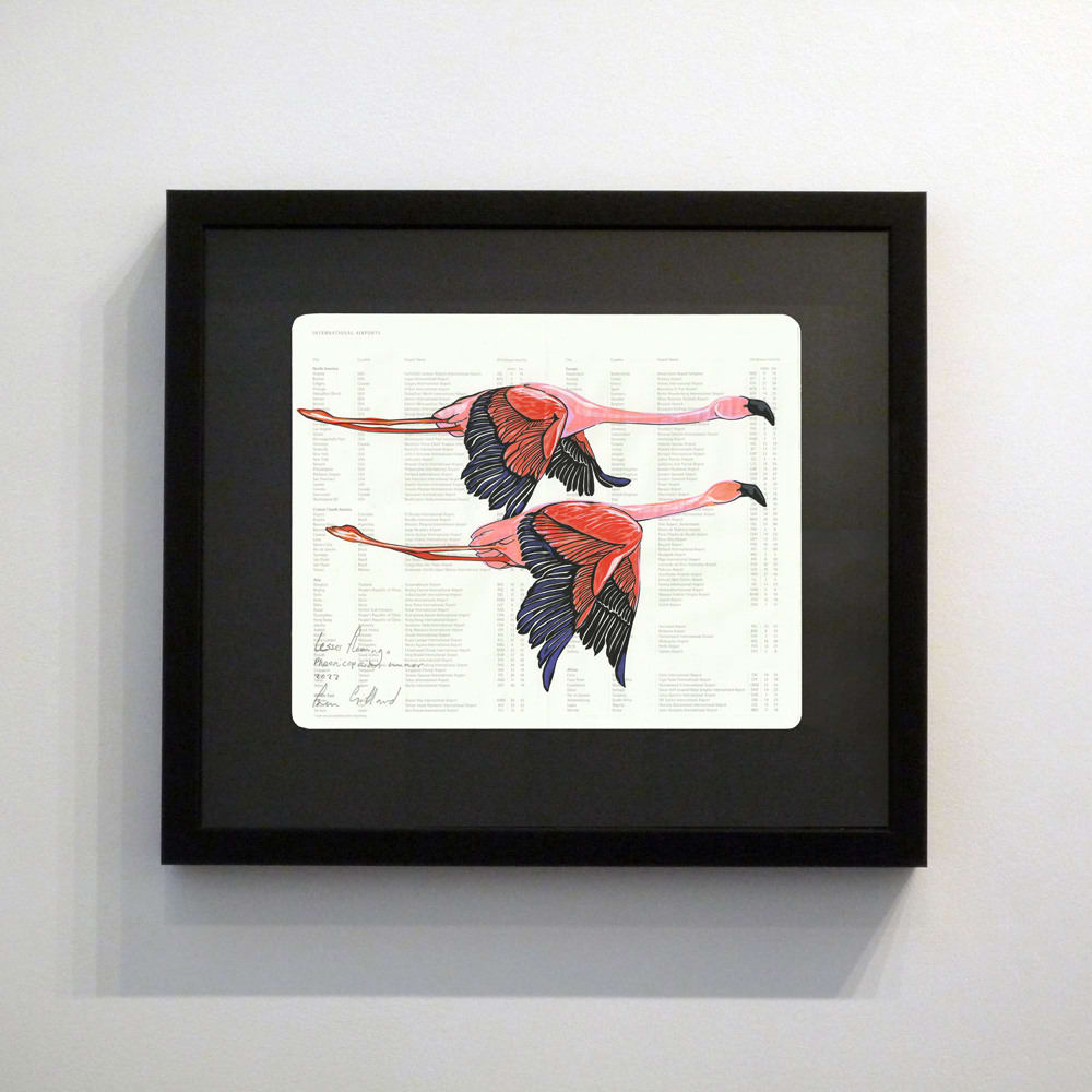 Fran Giffard, Lesser Flamingo