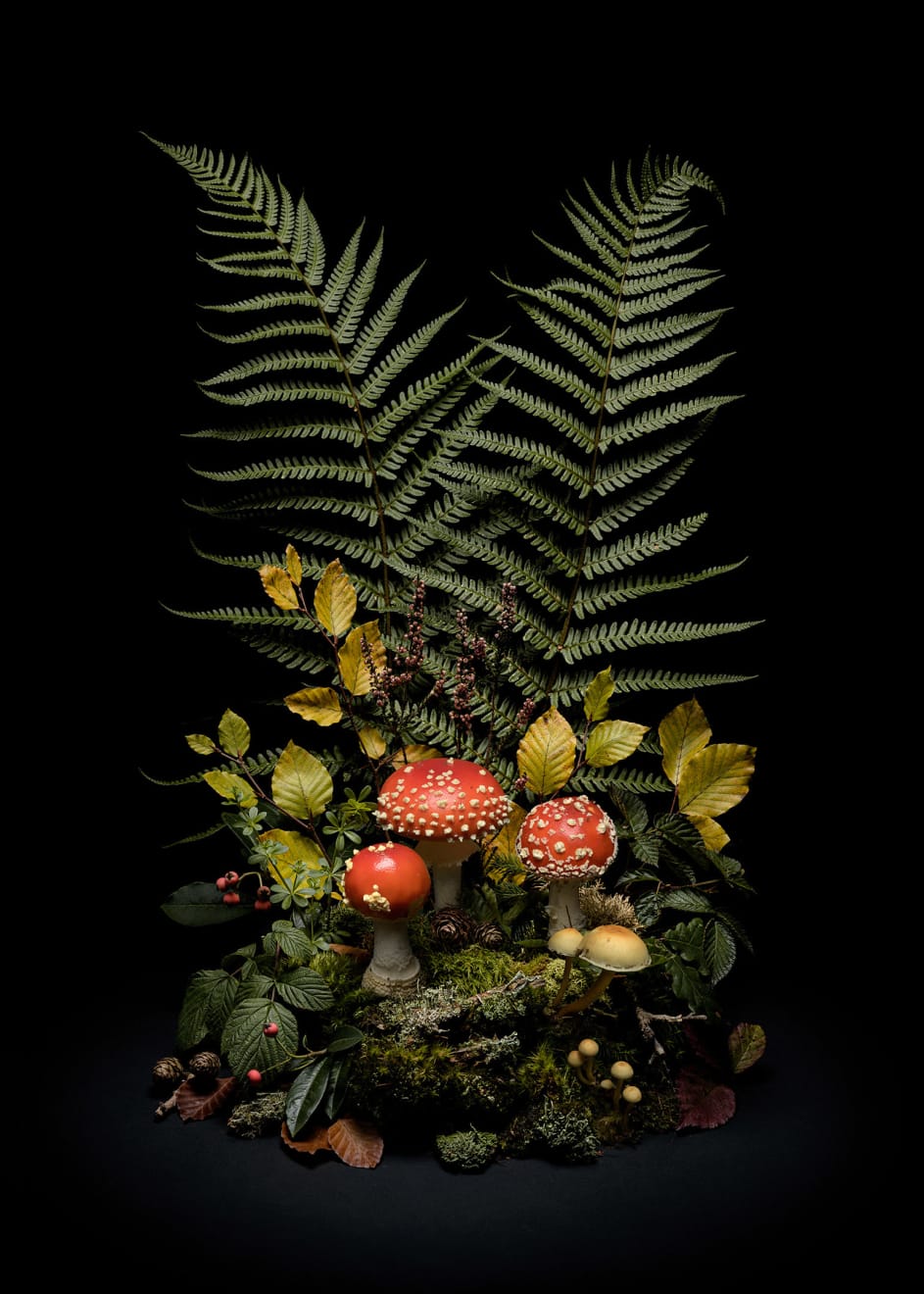 Jasper Goodall, Dark Flora 7, Fly Agaric, 2020