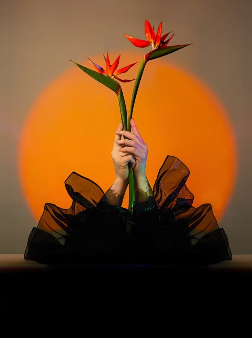 Violeta Sofia, Bird of Paradise