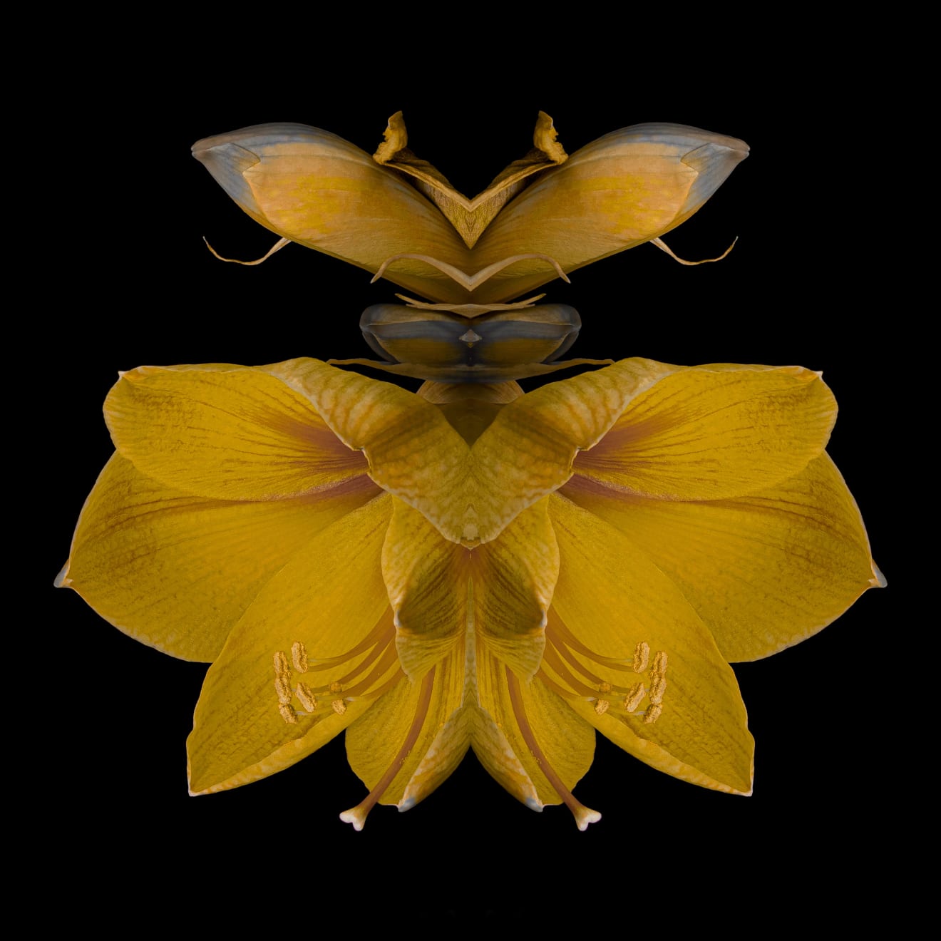 Daniele Mah, Yellow Emperor, 2022