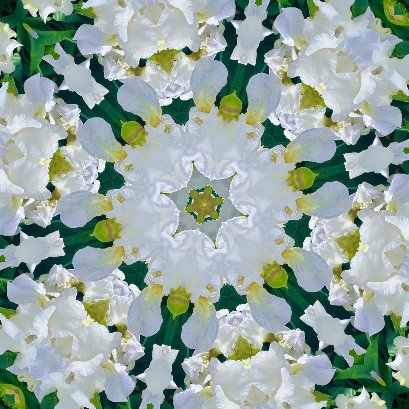 Christine Terres, Iris Eyes Are Smiling, 2024