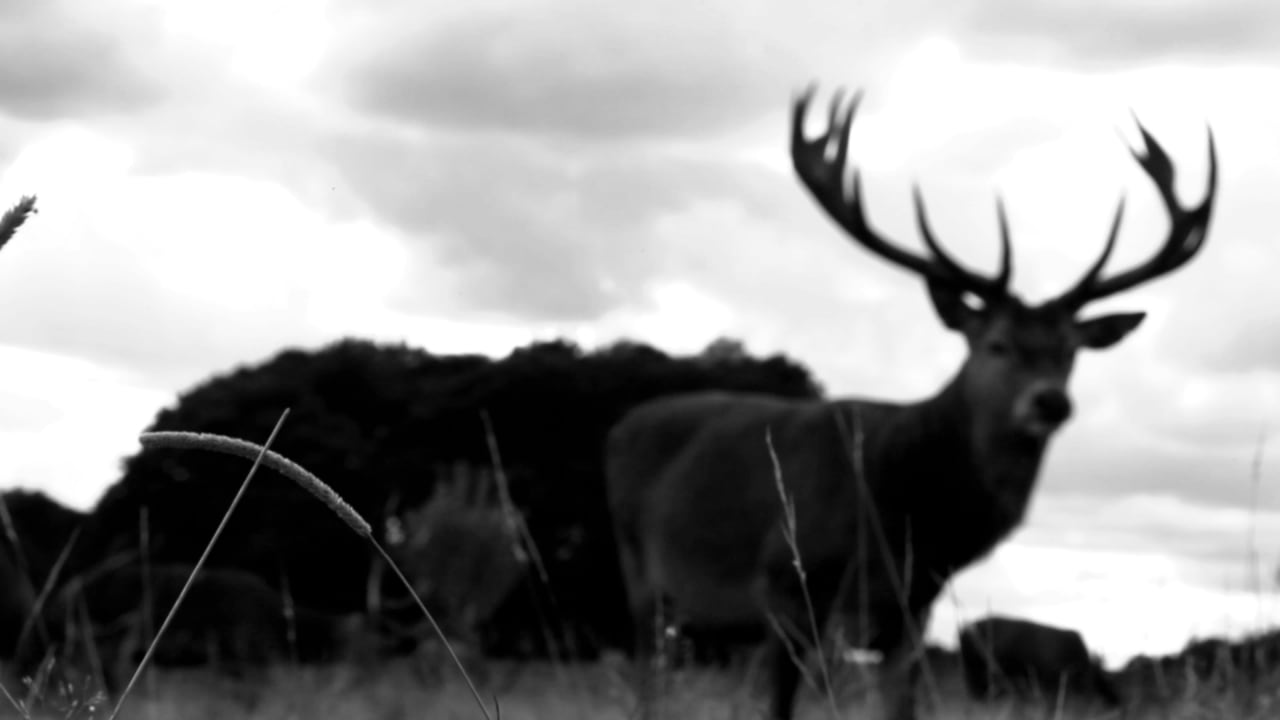 冯冰伊 Feng Bingyi, Clitche 2 / 3 机器人猎人 Clitche 2 / 3 Robot Hunter, 2014