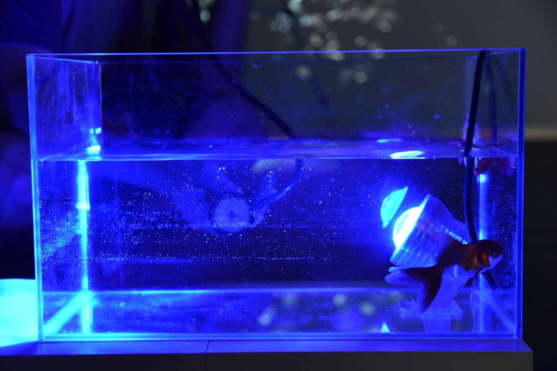 陈萧伊 Chen Xiaoyi, It is the mercy, 2017