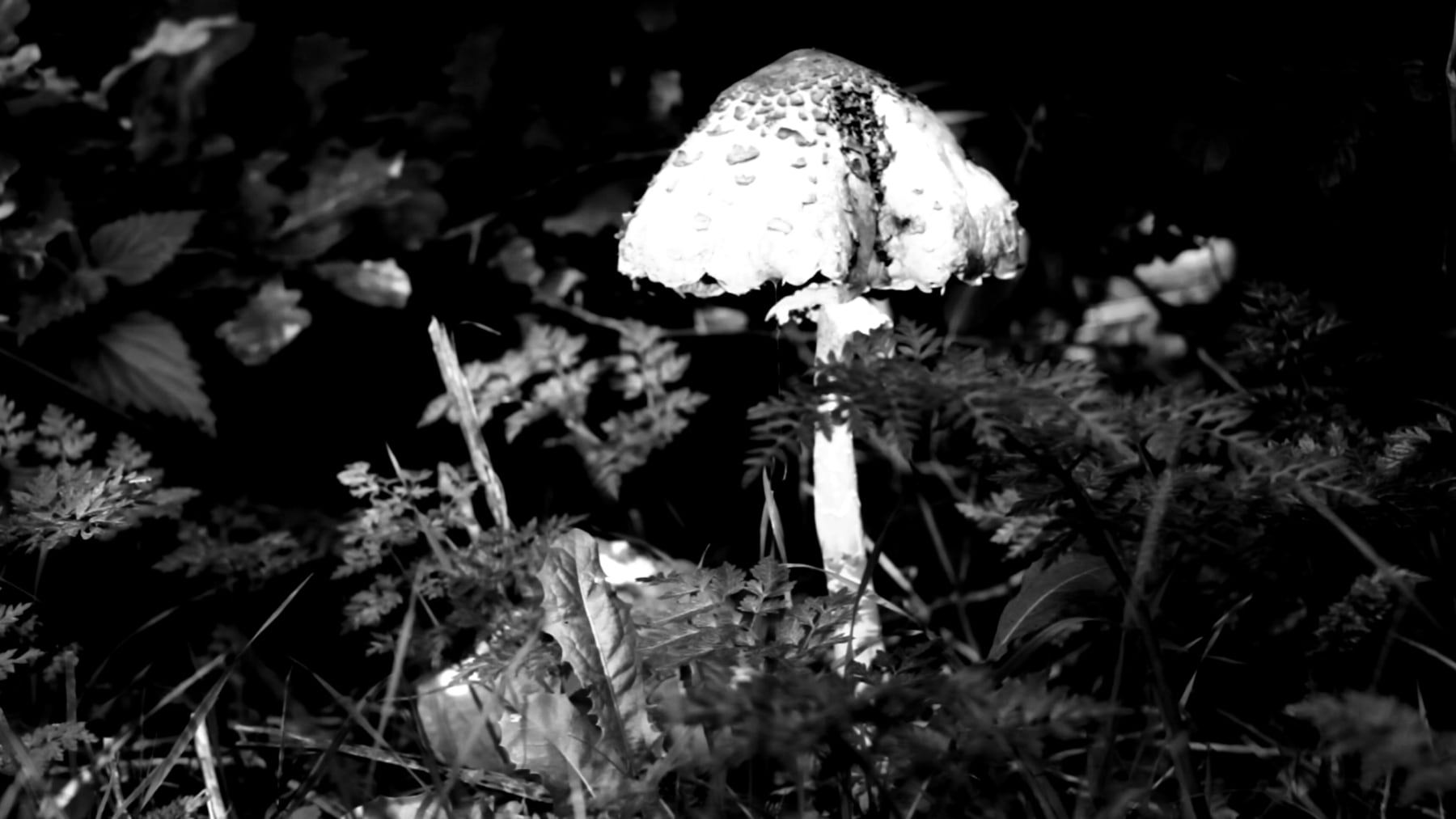 冯冰伊 Feng Bingyi, 那个跳进火山口的哲学家 The Philosopher Who Jumps into the Volcano, 2019