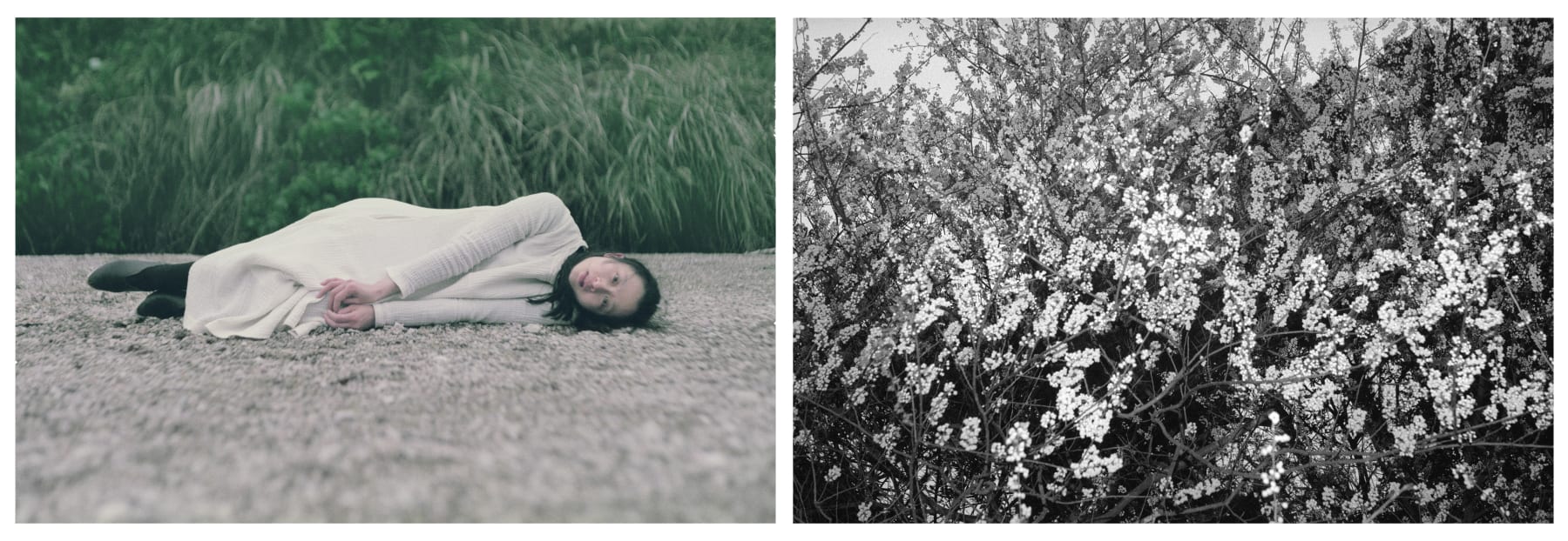 陈秋林 Chen Qiulin, 繁花 Flourishing, 2014 - 2016