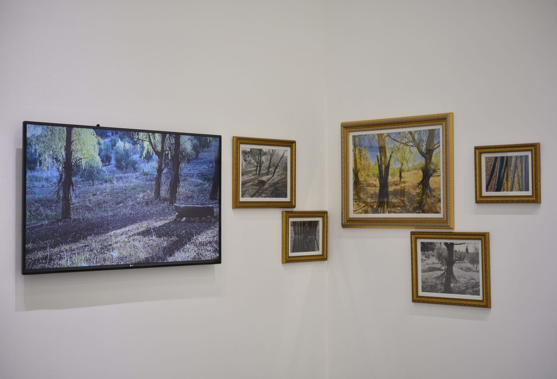 Faisal Samra, Nine Trees for Crucification, A Moment of Meditation, 2019