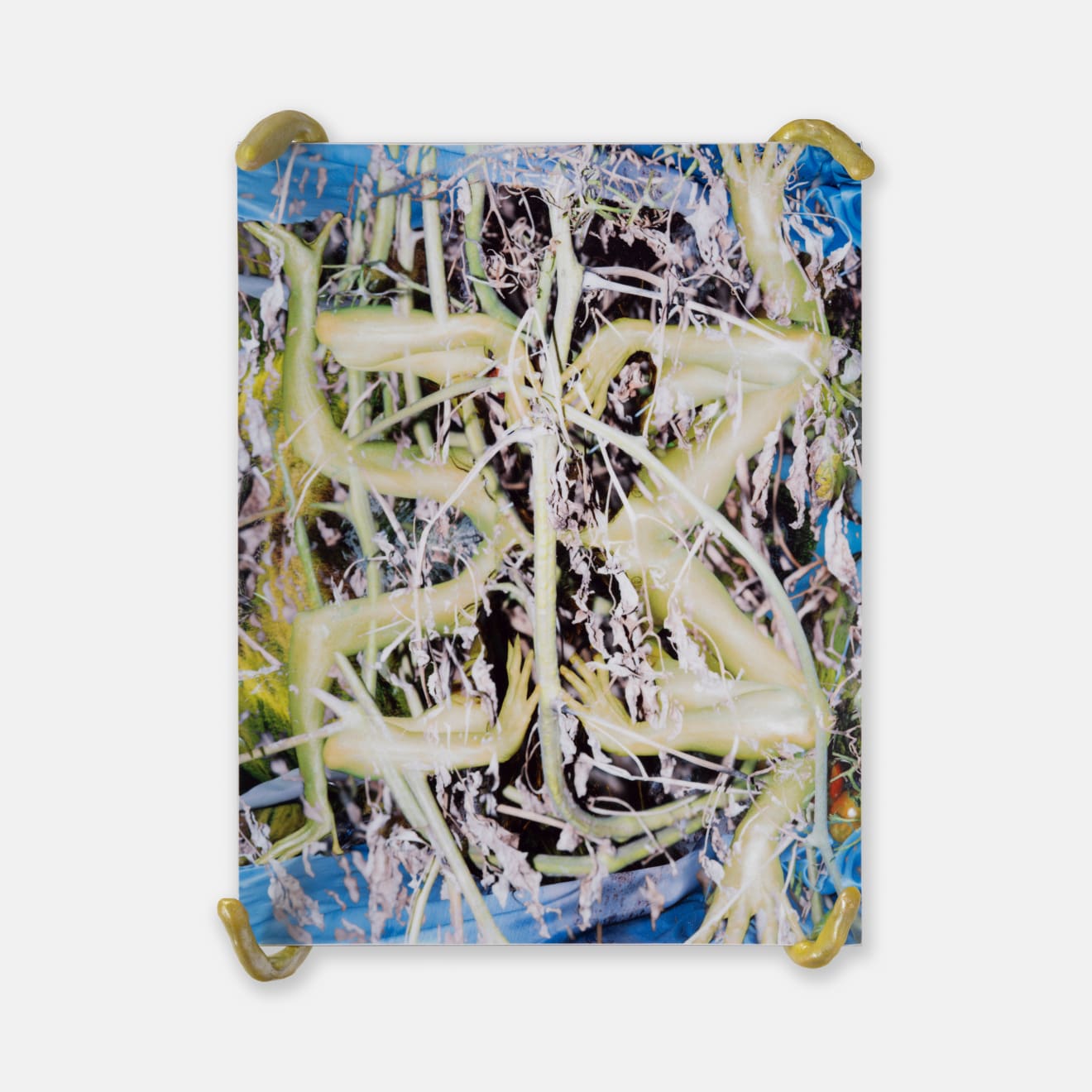 Brianna Speight, Metamorphosis, 2023