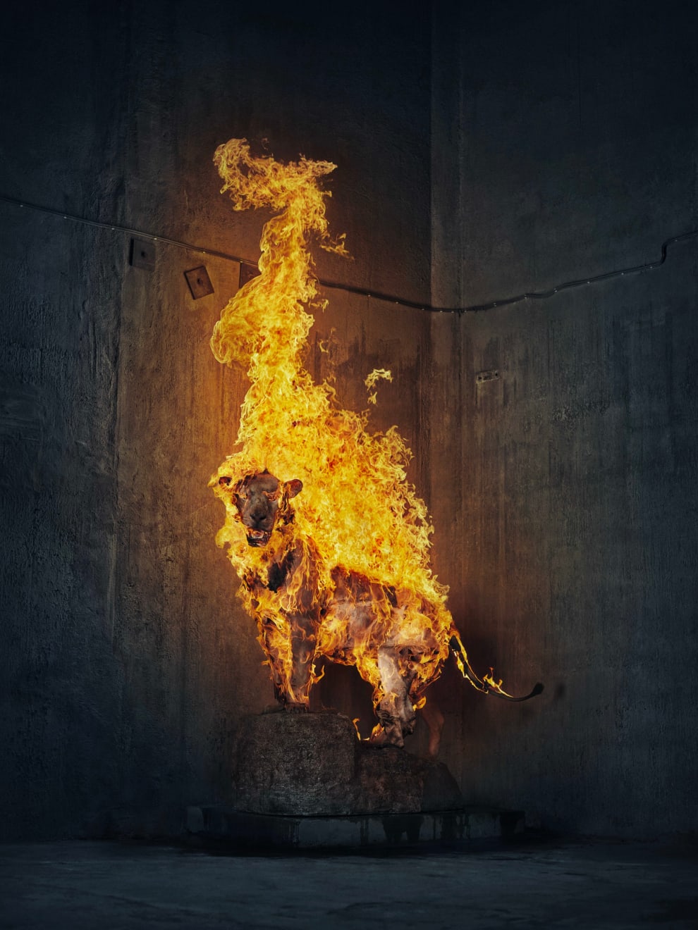 Christian Houge, Lion in Flames, 2018