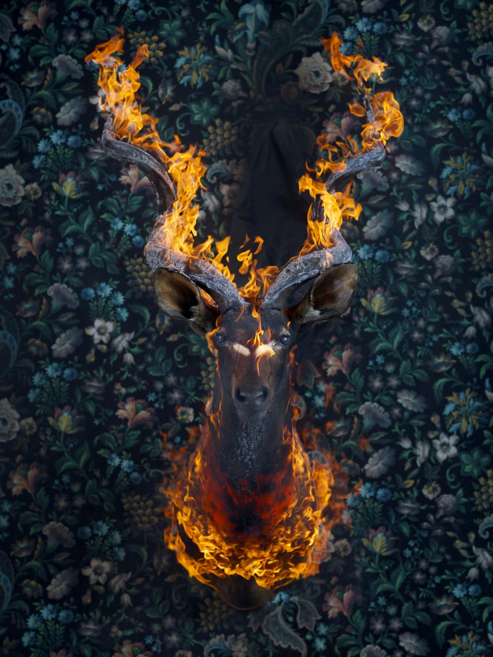 Christian Houge, Kudu, 2018
