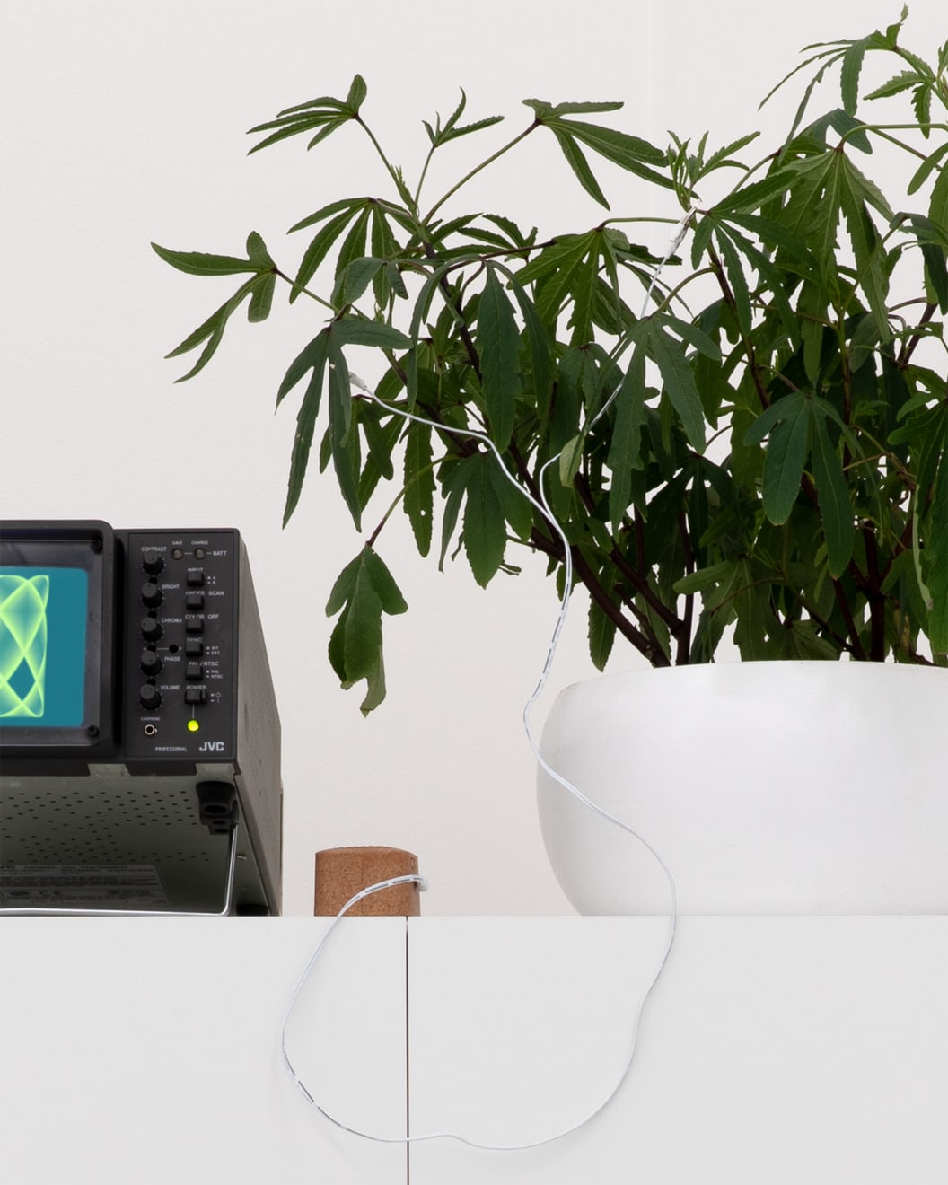 Louise Foo, Botanical Attunement, 2025