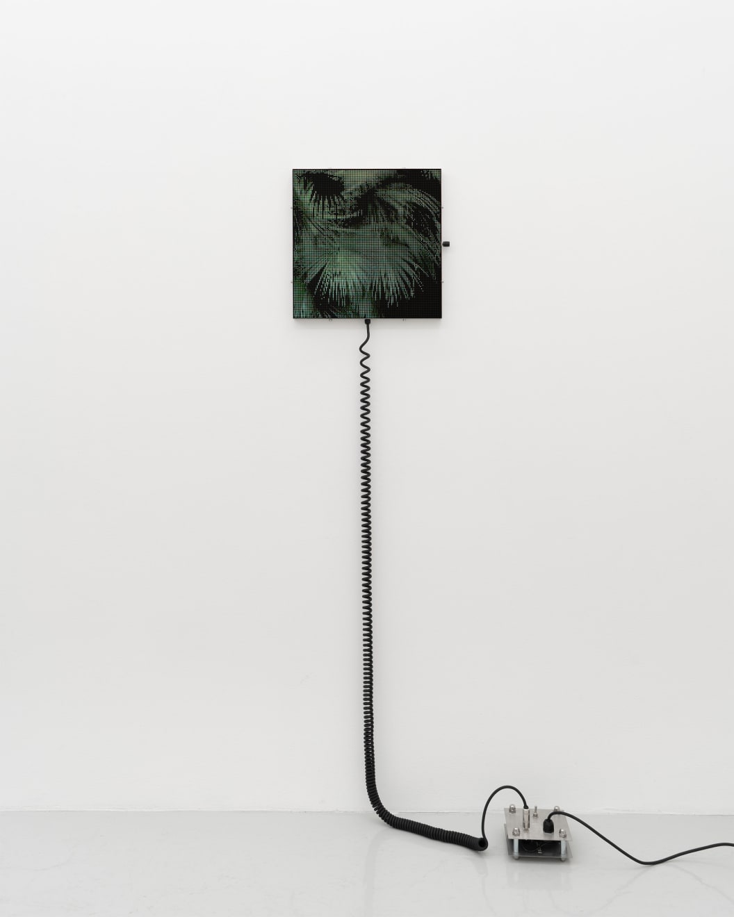 Spøgelsesmaskinen, Brahea Armata, 2025