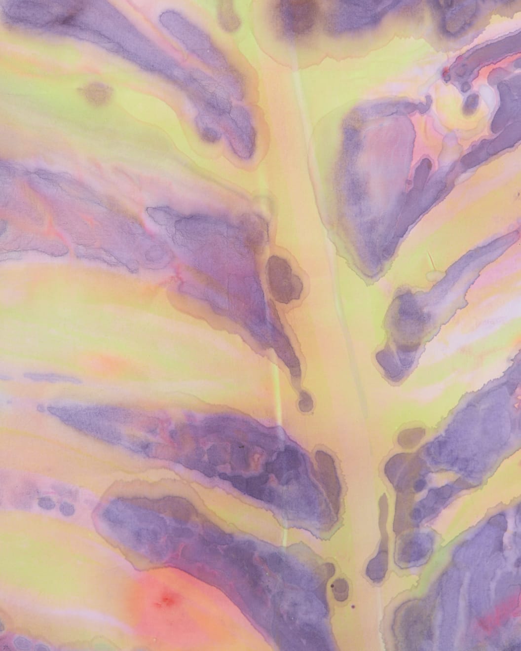 Jakob Steen, Lobo , 2024