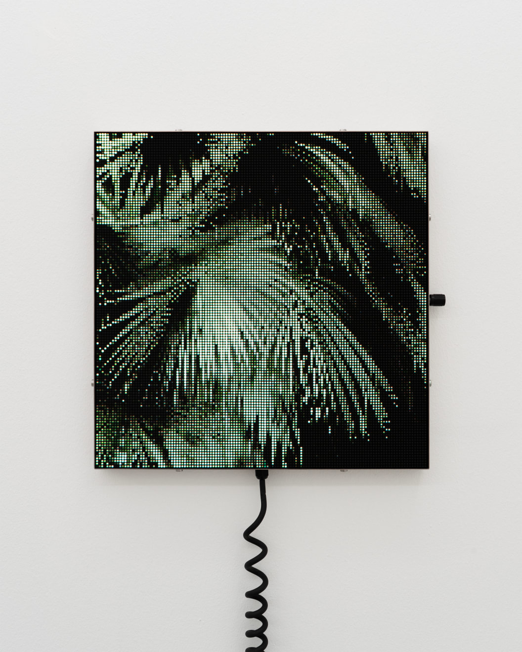 Spøgelsesmaskinen, Brahea Armata, 2025