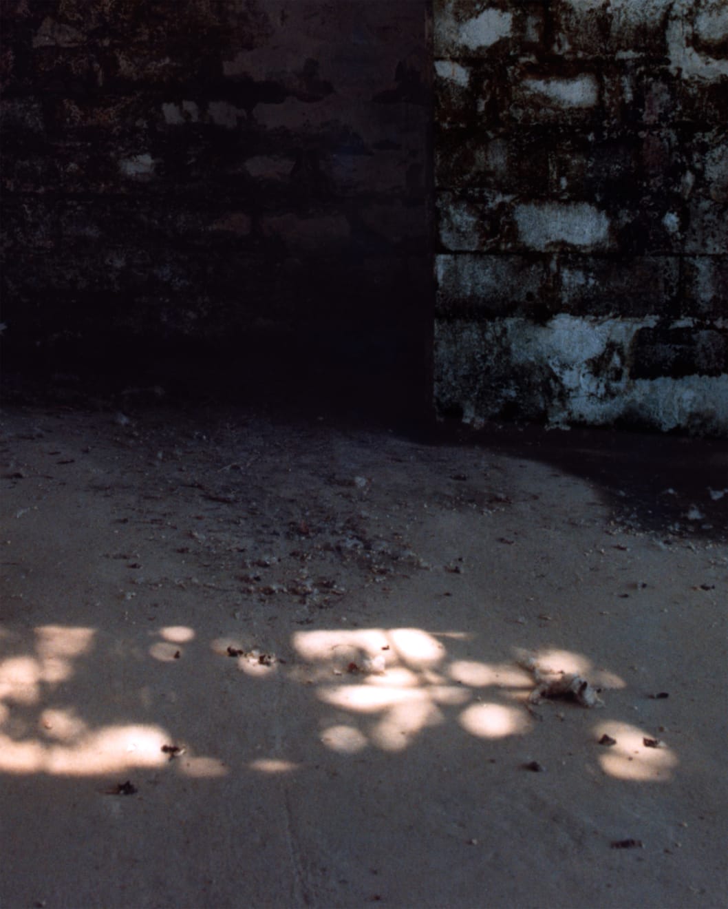 Simona Popovic, ameliorate, 2025