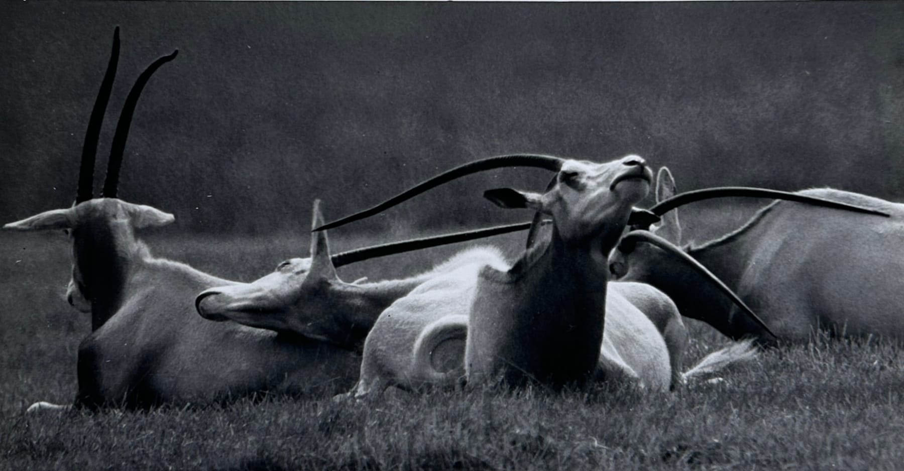 Wolfgang Suschitzky, Oryx Antelope (Kingdom of The Beasts) , 1956