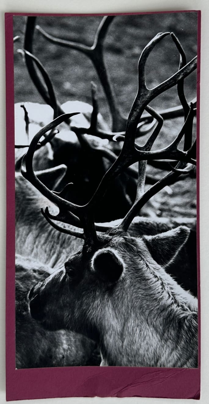 Wolfgang Suschitzky, Stags (Kingdom of The Beasts) , 1956