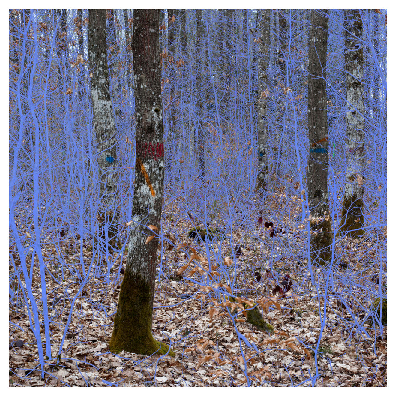 Helen Sear, Becoming Forest , 2019