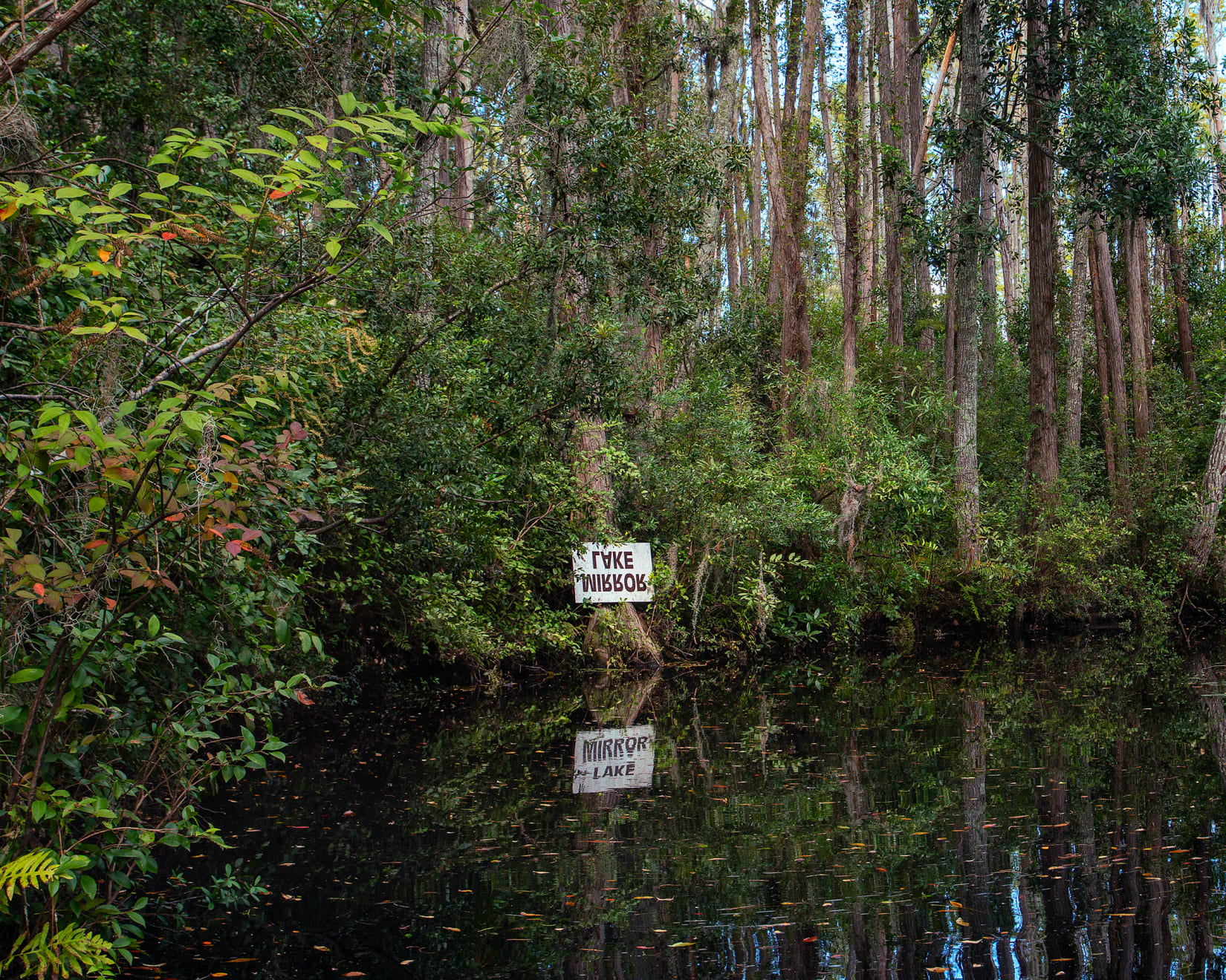 Anna Fox & Karen Knorr, Okefenokee Swamp Park, Georgia, 2017
