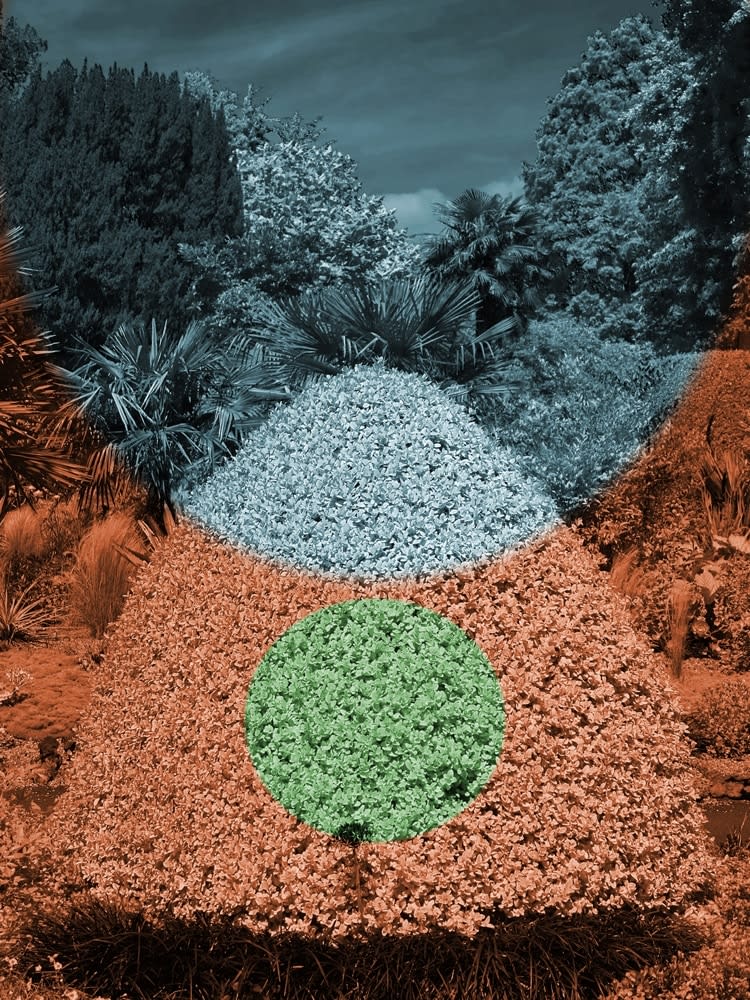 Helen Sear, Surreal Bush 1, 2020