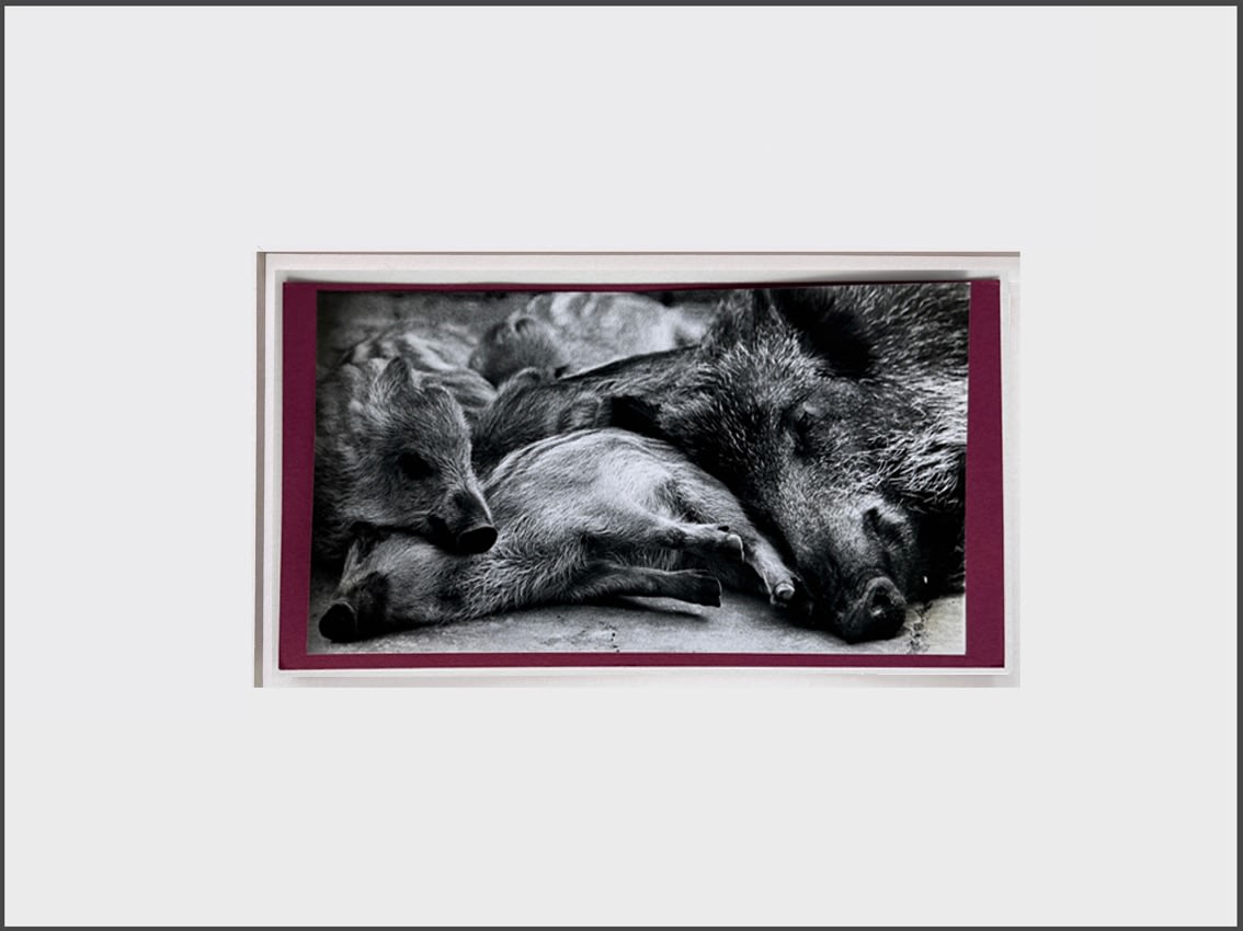 Wolfgang Suschitzky, Boar (Kingdom of The Beasts) , 1956
