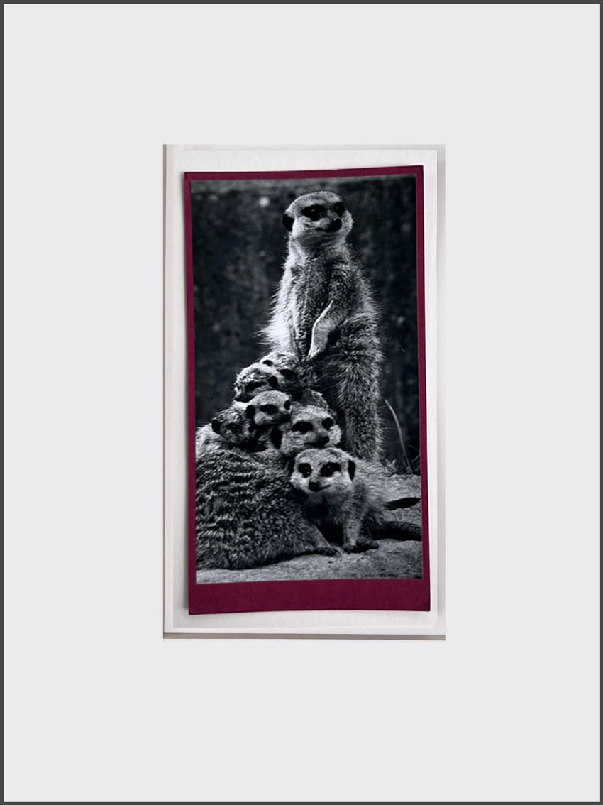 Wolfgang Suschitzky, Meerkats (Kingdom of The Beasts) , 1956