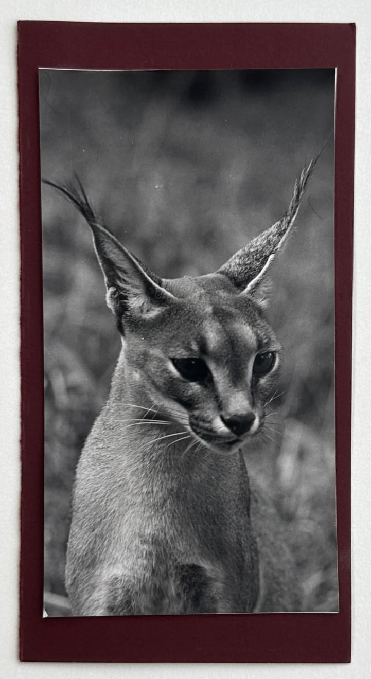 Wolfgang Suschitzky, Caracal (Kingdom of The Beasts) , 1956