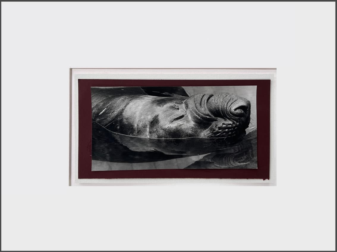 Wolfgang Suschitzky, Manatee (Kingdom of The Beasts) , 1956