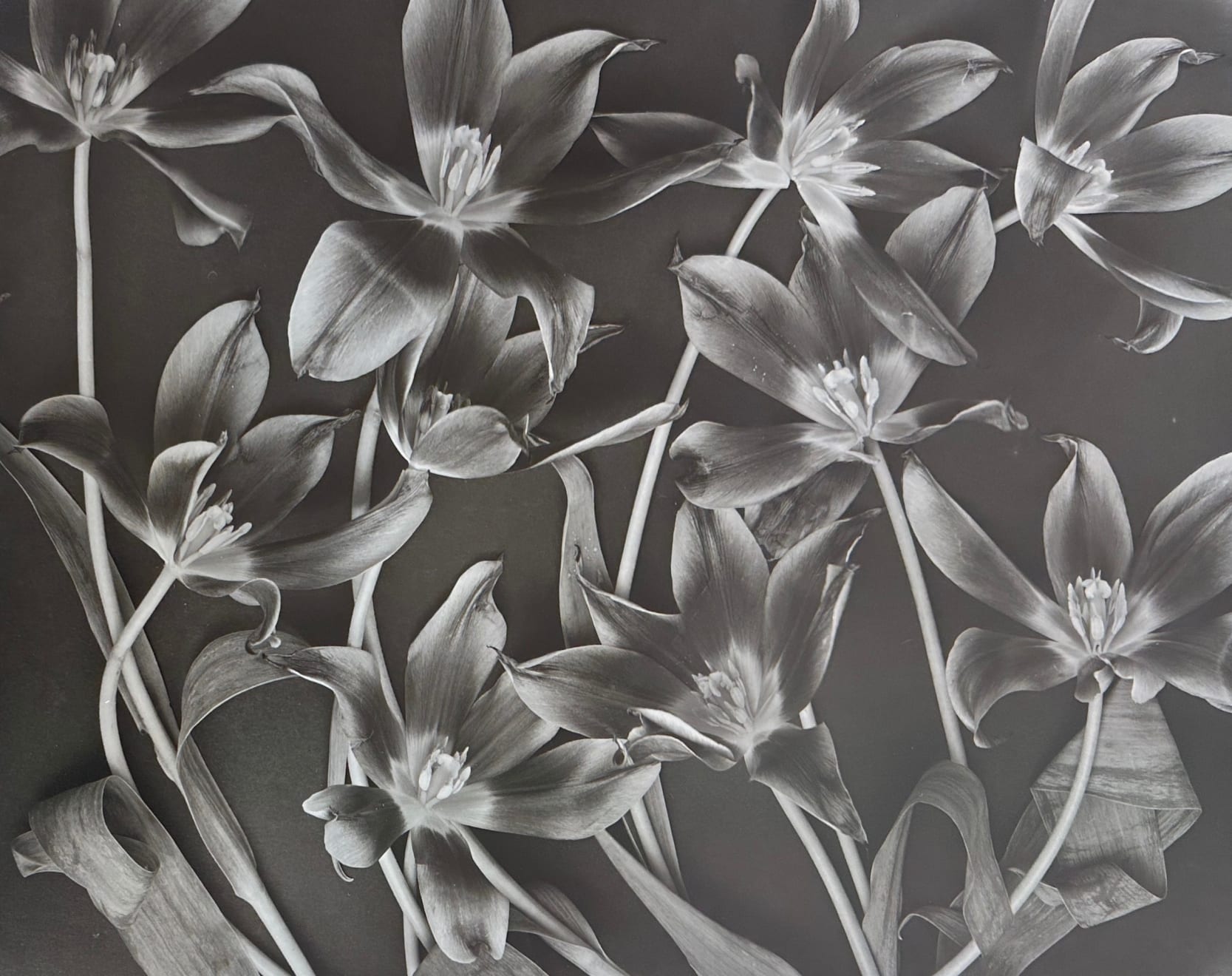 John Blakemore, Tulipa - Celebrations (3), 1994