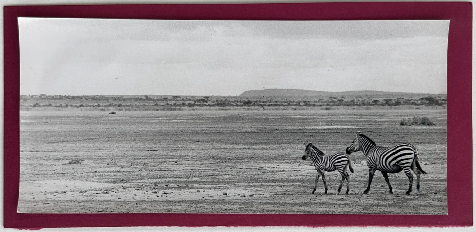 Wolfgang Suschitzky, Zebras (Kingdom of The Beasts), 1956