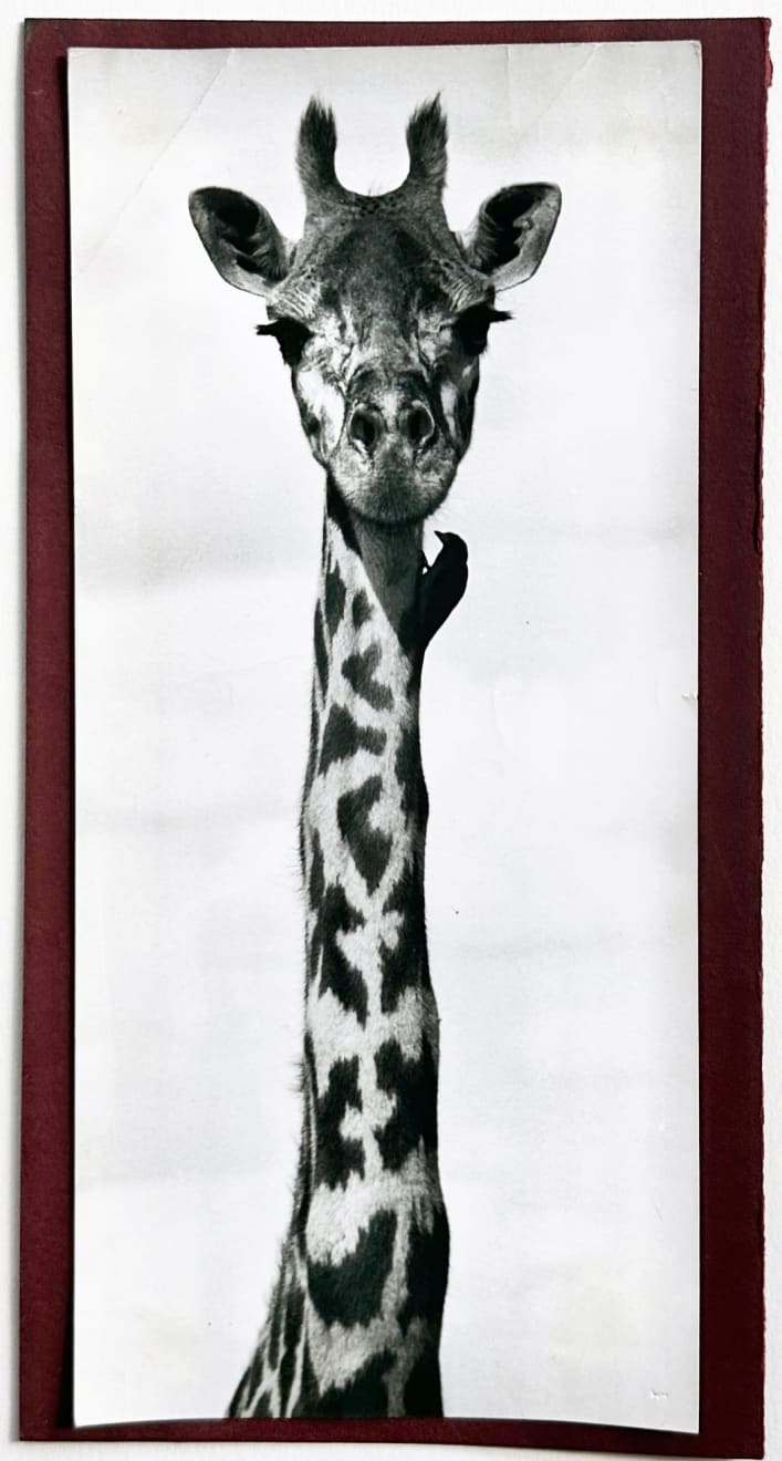 Wolfgang Suschitzky, Giraffe 2 (Kingdom of The Beasts) , 1956