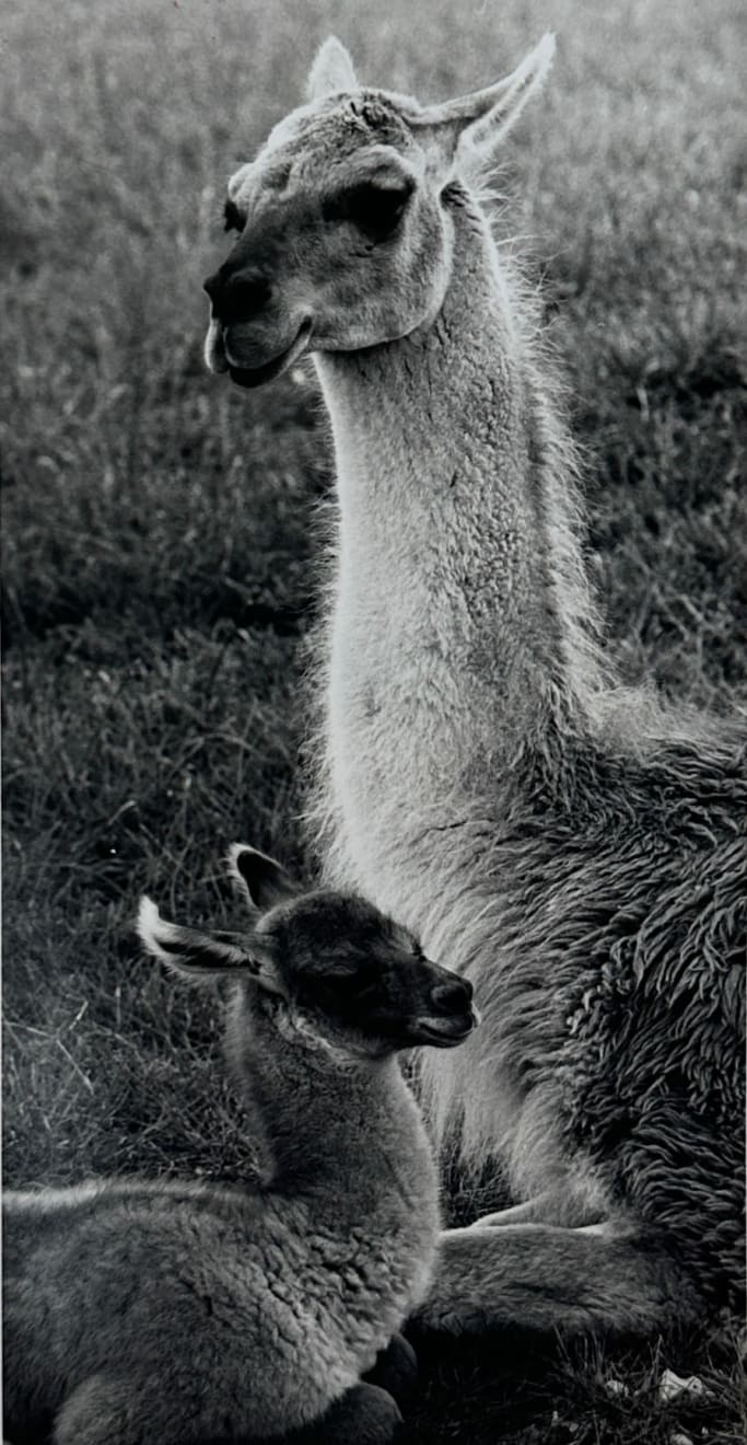 Wolfgang Suschitzky, Llama (Kingdom of The Beasts) , 1956