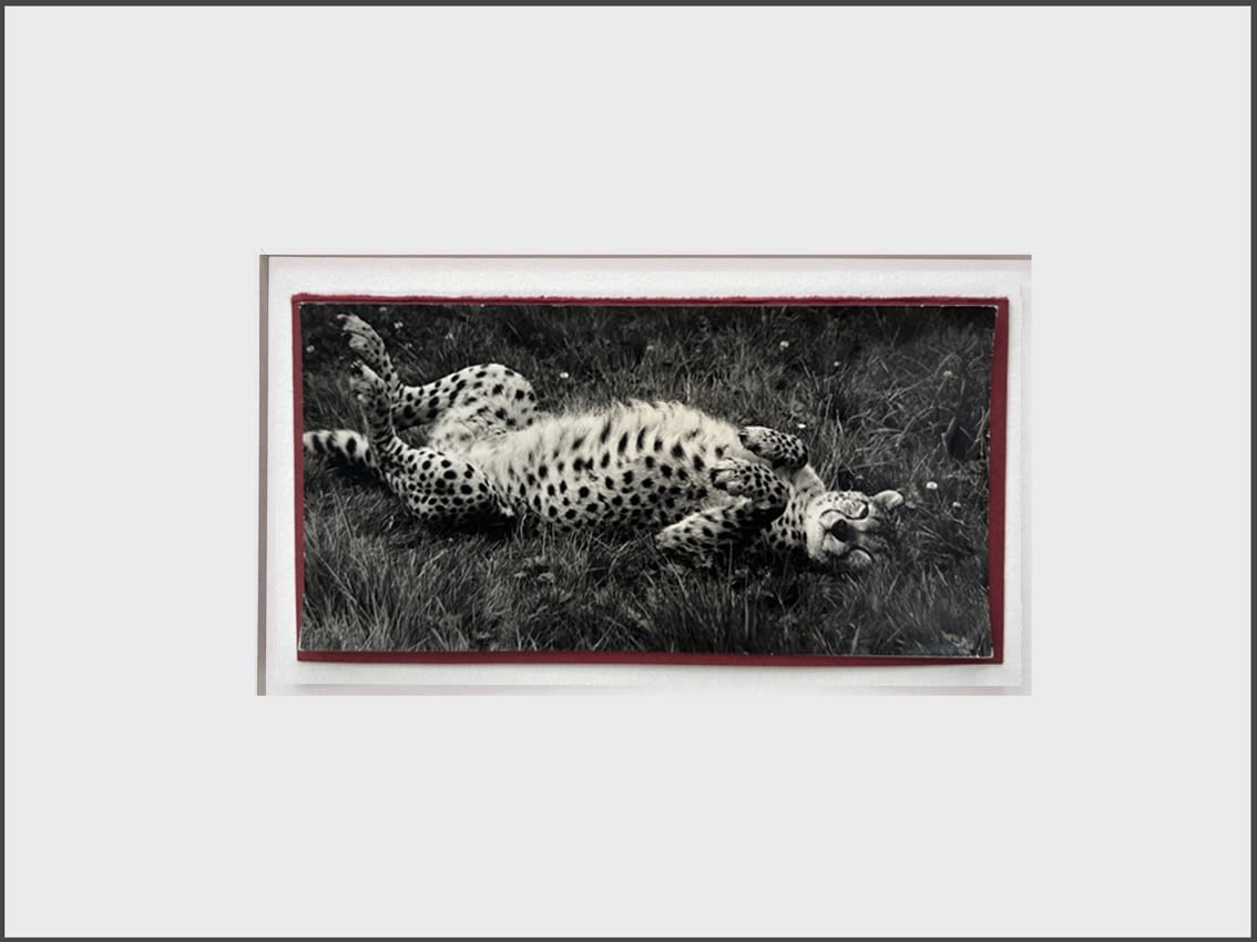 Wolfgang Suschitzky, Cheetah (Kingdom of The Beasts) , 1956