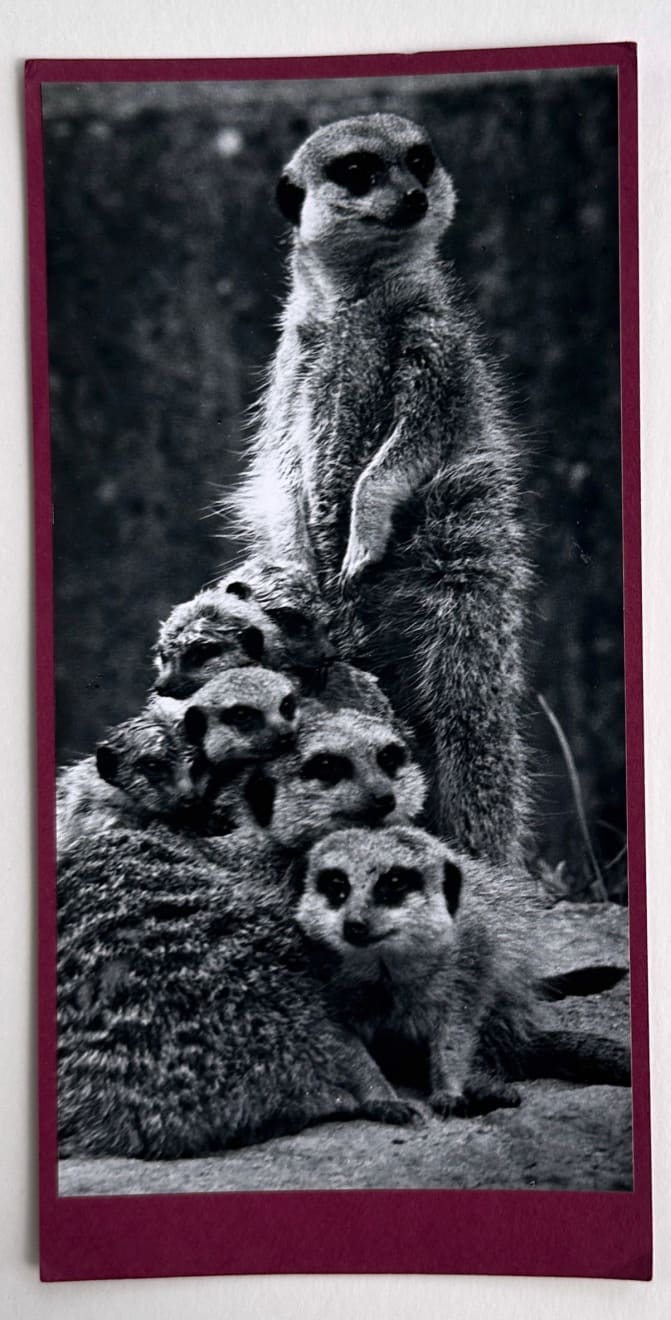 Wolfgang Suschitzky, Meerkats (Kingdom of The Beasts) , 1956