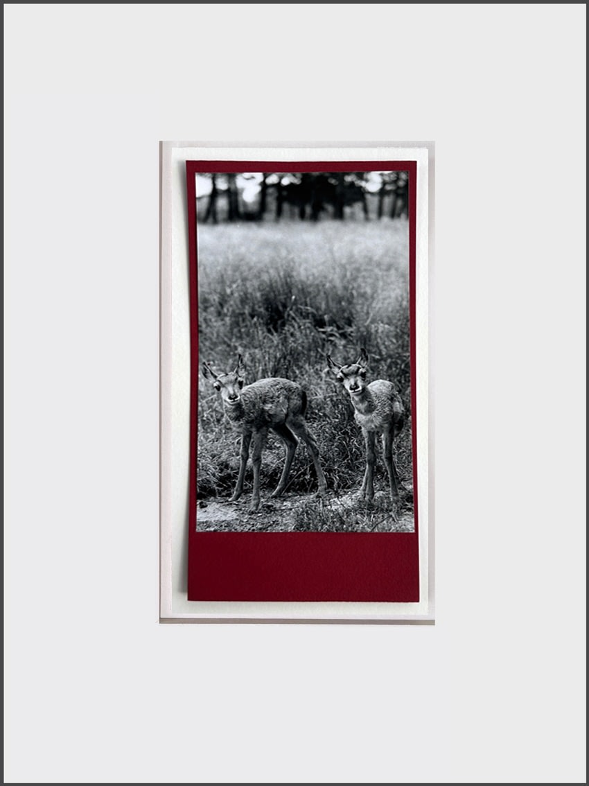 Wolfgang Suschitzky, Two Fawns (Kingdom of The Beasts) , 1956