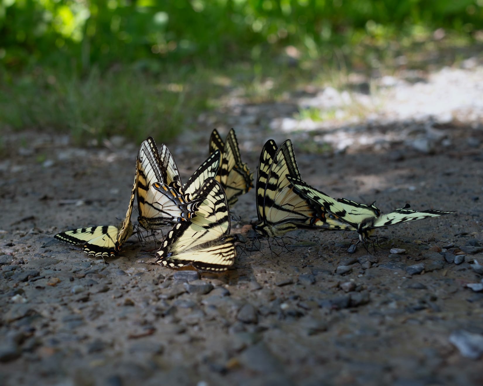 Anna Fox & Karen Knorr, Tiger Swallowtails, East lake, Maine, 2024