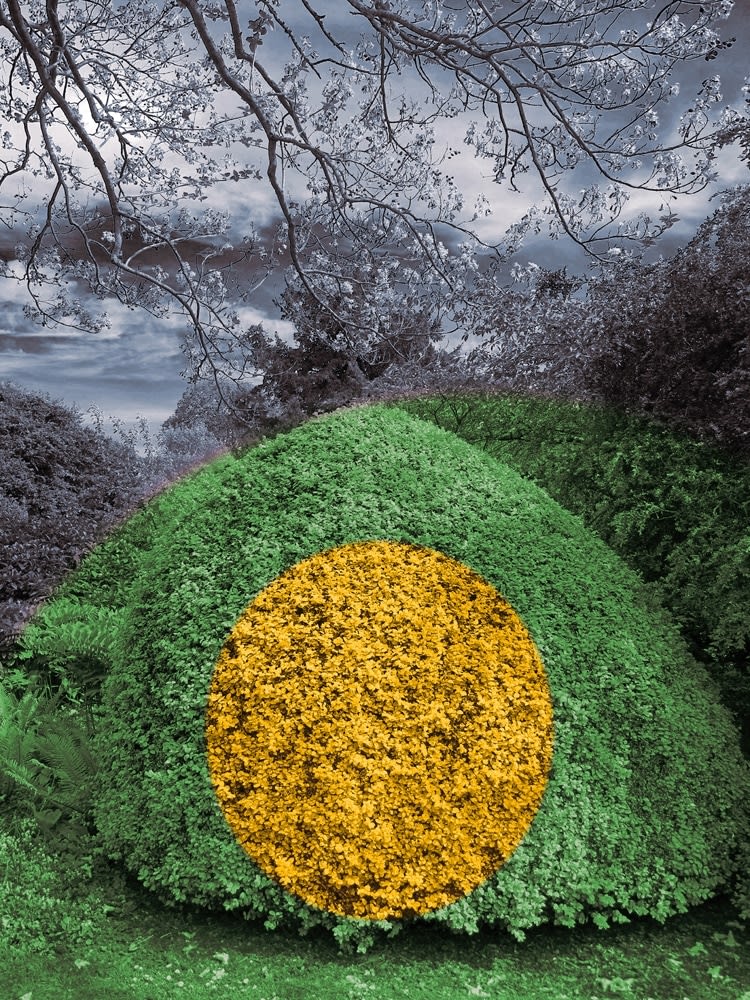 Helen Sear, Surreal Bush 4, 2020