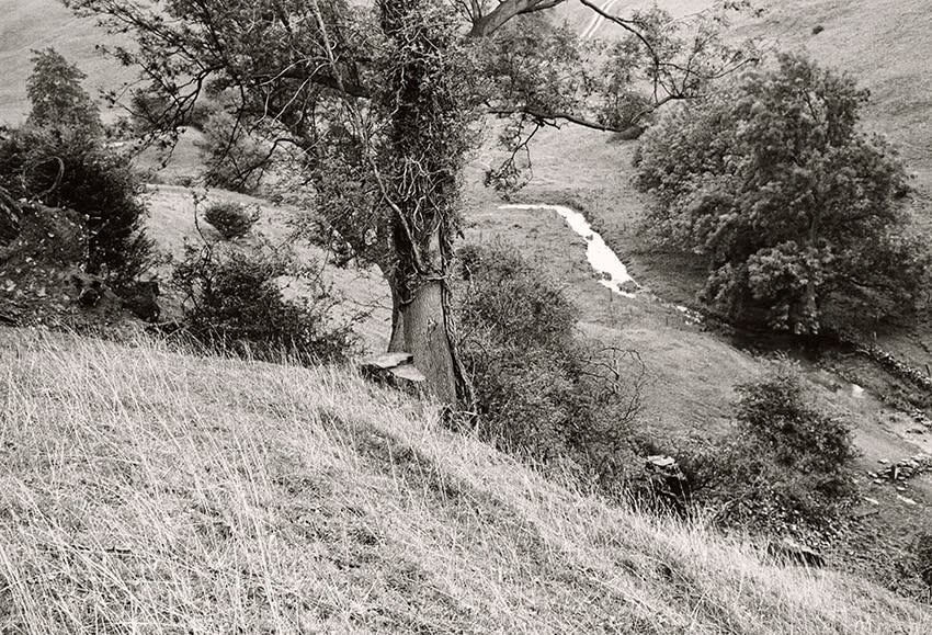 Paul Hill, Elm Trees, Havenhill Dale (R of pair) , 1983