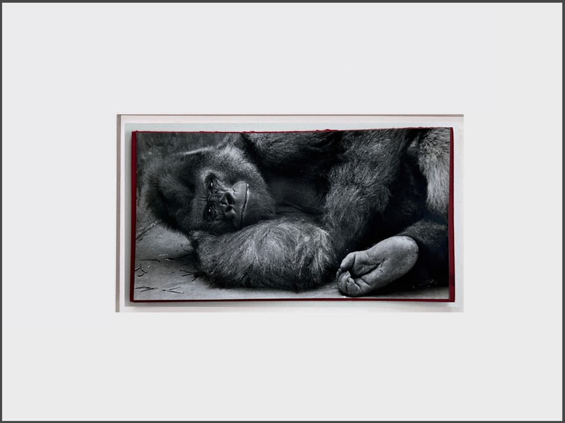 Wolfgang Suschitzky, Gorilla (Kingdom of The Beasts) , 1956