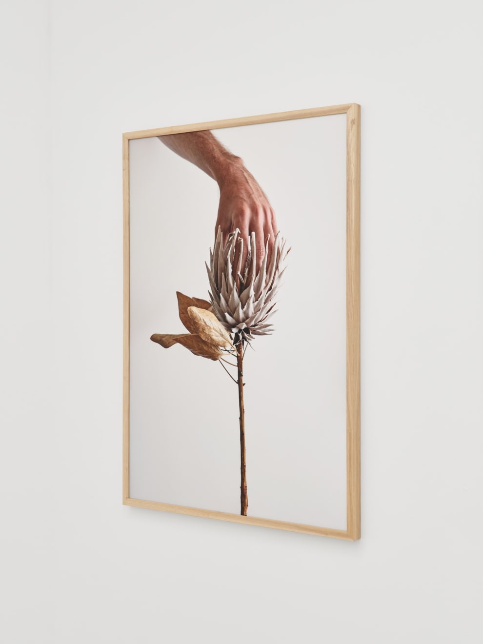 Nona Inescu, Protea, 2023/2024