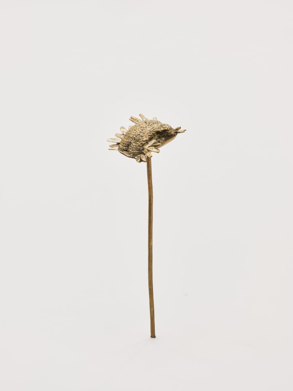 Nona Inescu, Common Daisy (Bellis perennis) VI, 2024