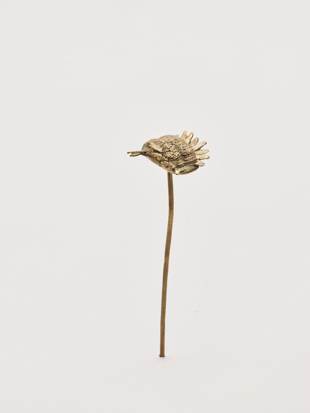 Nona Inescu, Common Daisy (Bellis perennis) VI, 2024
