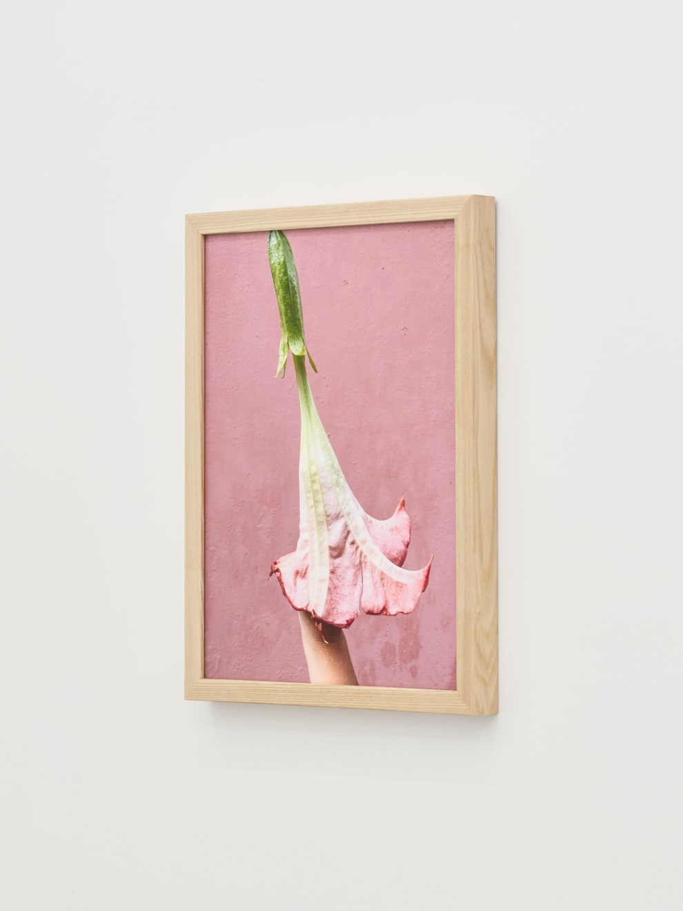 Nona Inescu, Angel’s Trumpet, 2024